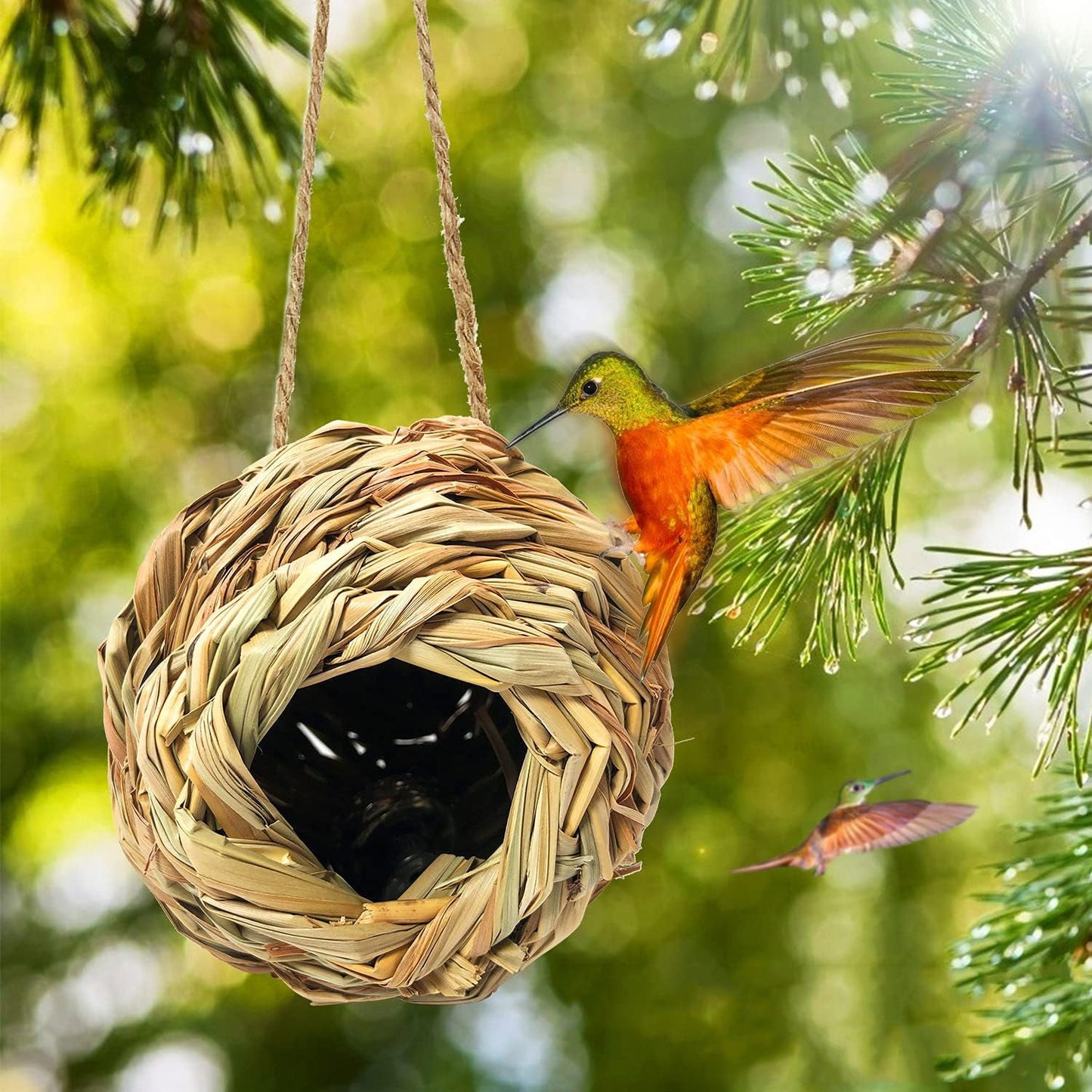 Charming Hummingbird Haven