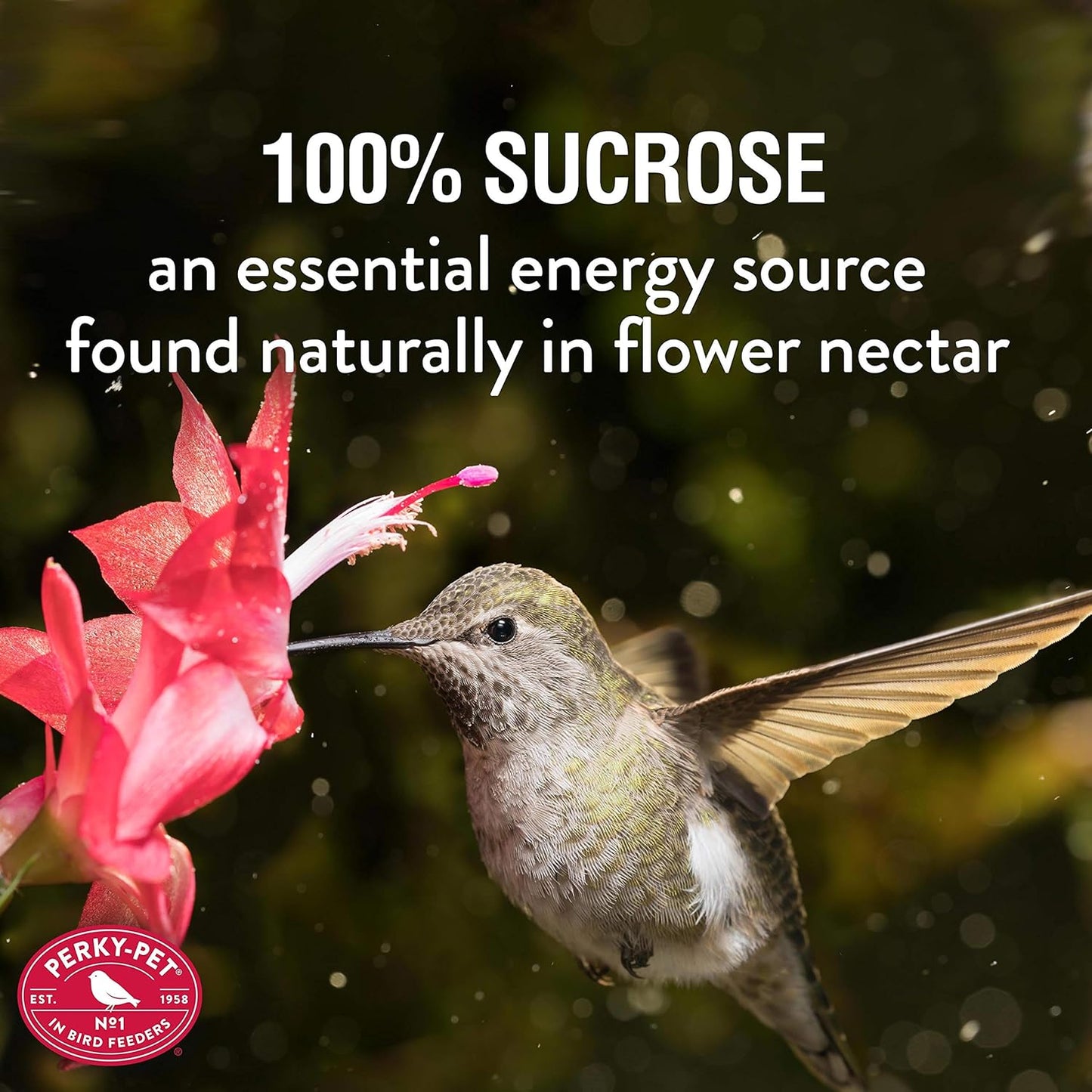 Hummingbird Red Nectar