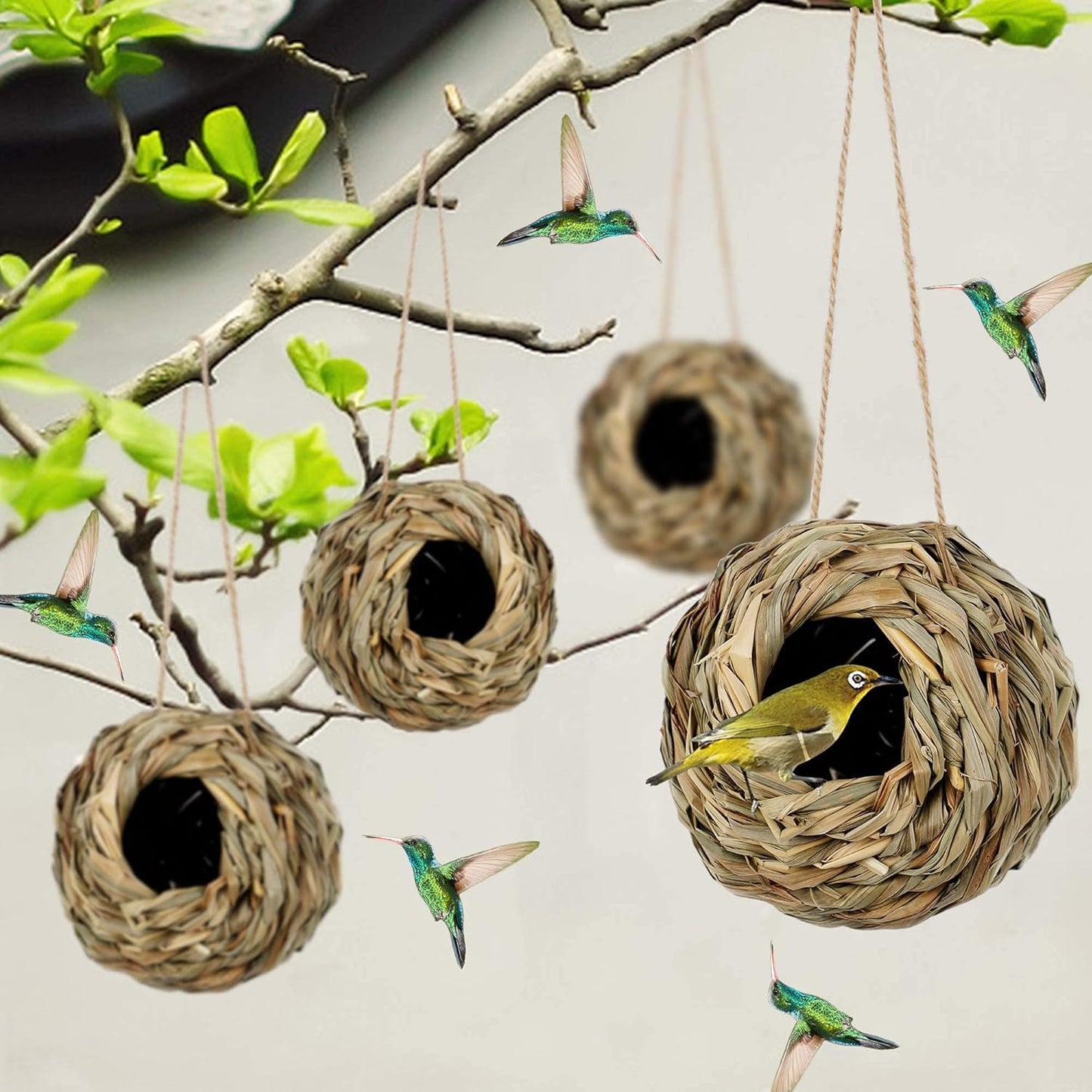 Charming Hummingbird Haven