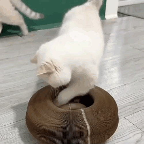 Kitty Curlz™ Magnetic Play System