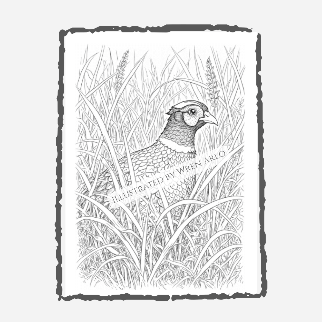 Upland Soul Coloring Book – Bird Dogs & Quiet Mornings in the Field