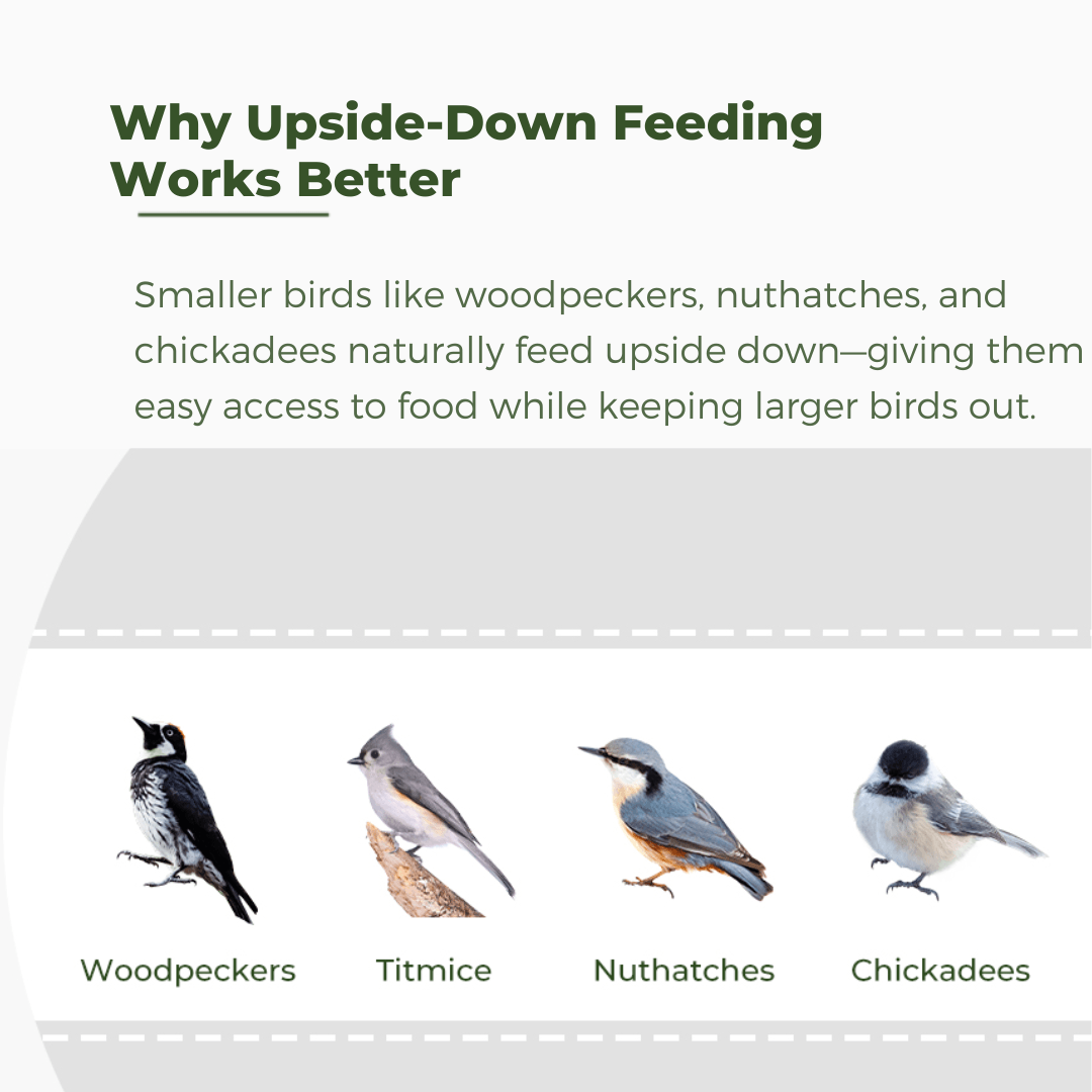 Diagram showing how upside-down bird feeders allow smaller birds like woodpeckers and chickadees to feed while keeping larger birds away